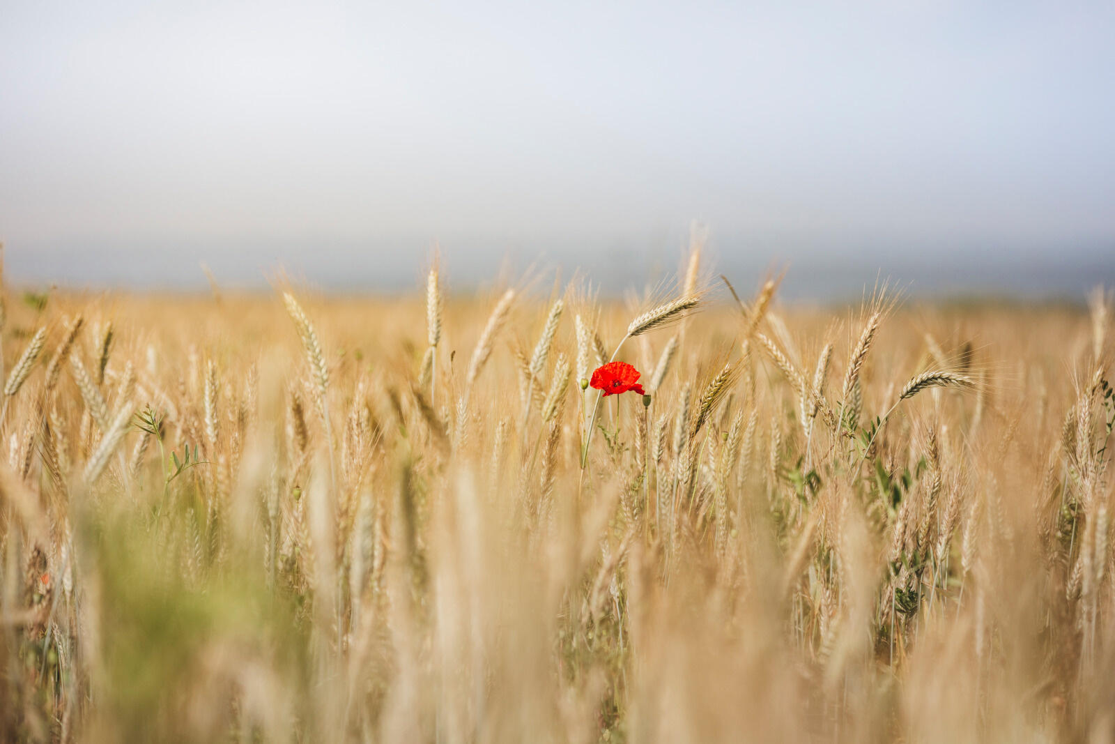 Des fleurs messicoles à Bardouville