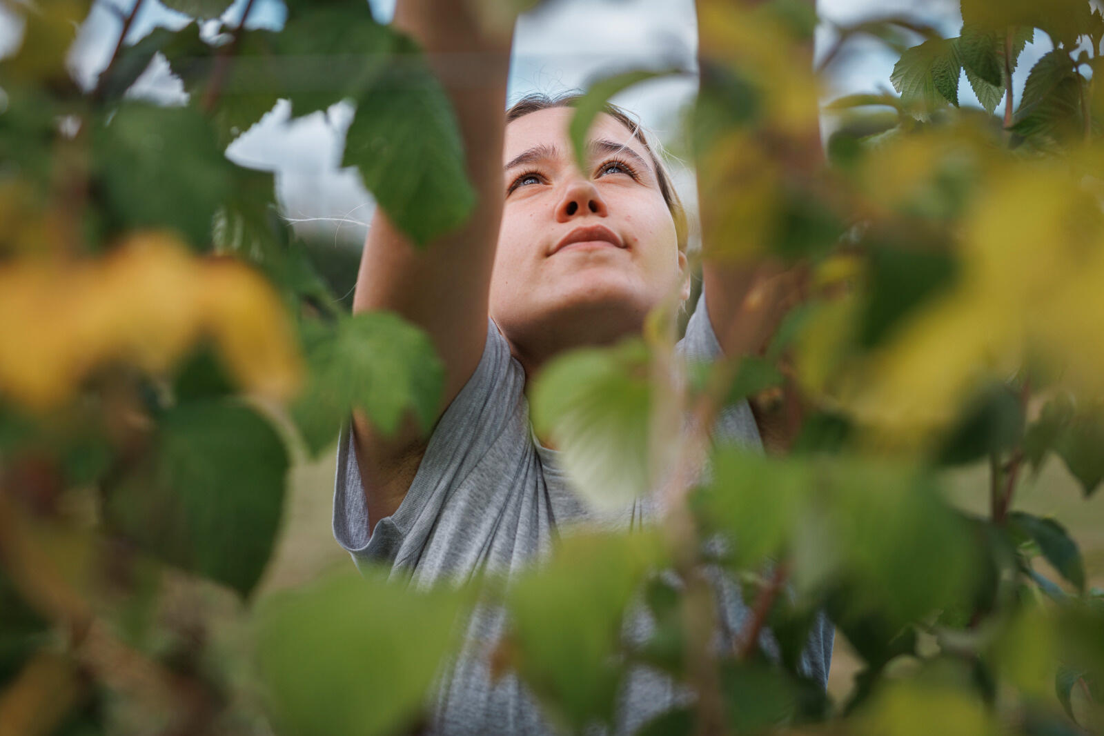 Une femme cueille des fruits aux Mesnil-sous-Jumièges