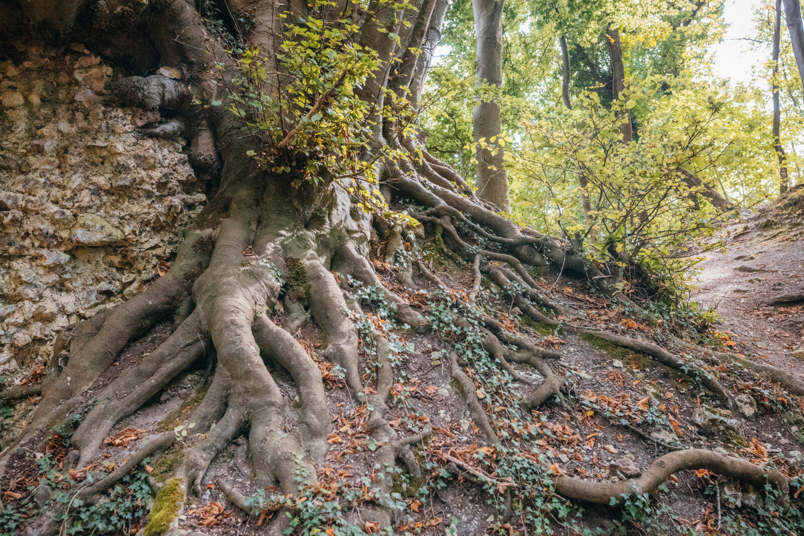Forêt d'Orival