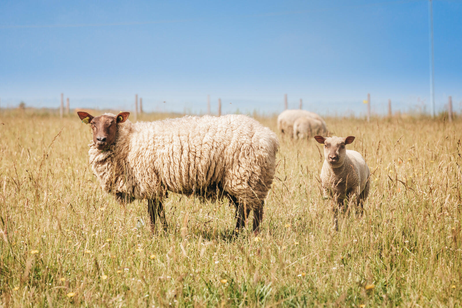 De nouveaux terrains disponibles à l'écopâturage