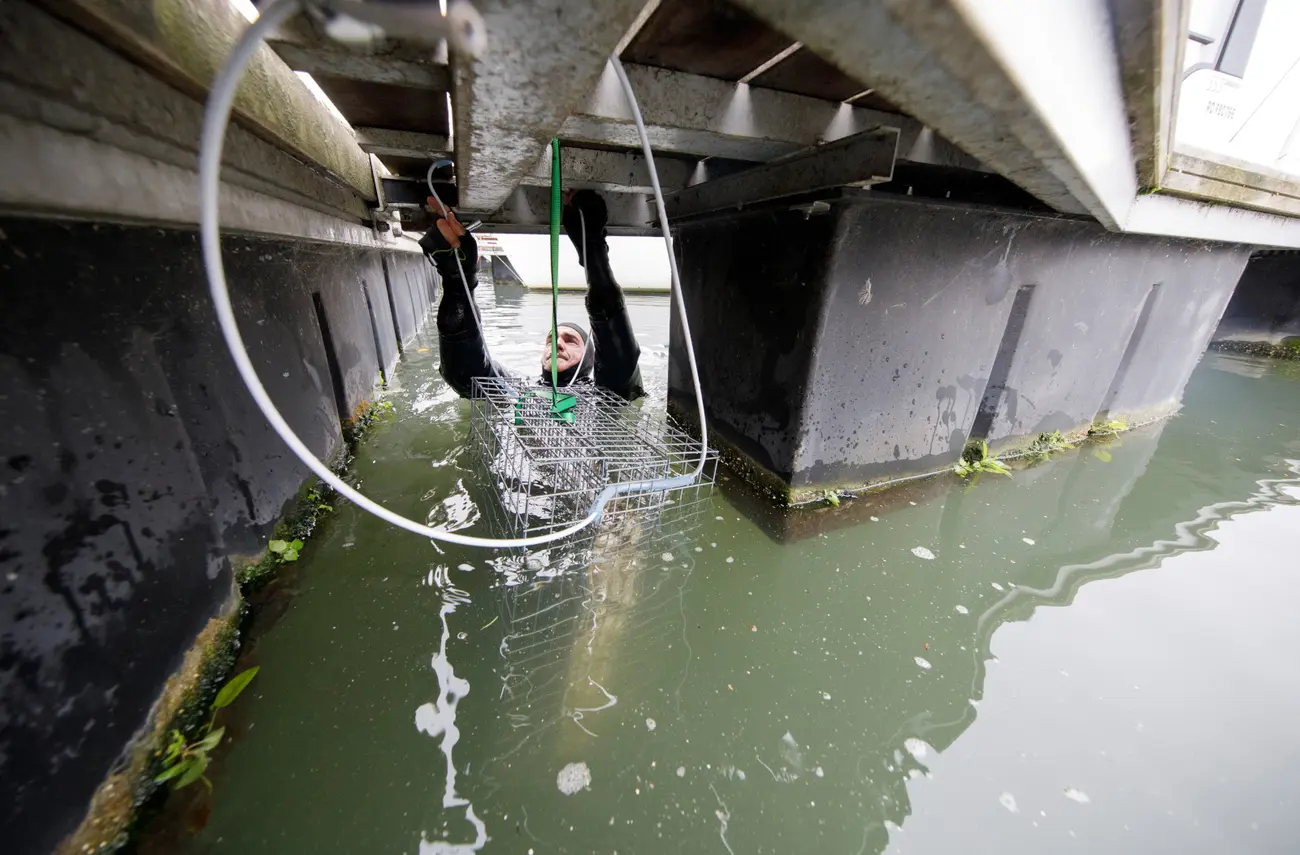Nurseries aquatiques : de nouvelles solutions pour la biodiversité Nurseries aquatiques : de nouvelles solutions pour la biodiversité