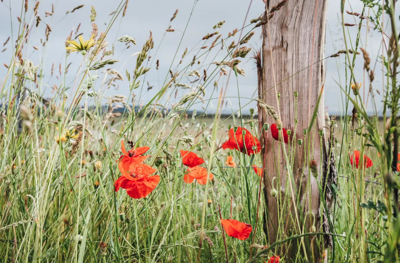 La Métropole s'engage pour la nature et la biodiversité La Métropole s'engage pour la nature et la biodiversité