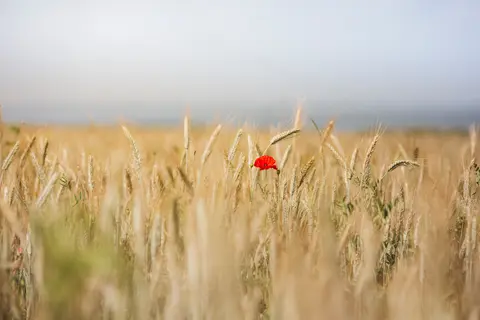 Des fleurs messicoles à Bardouville