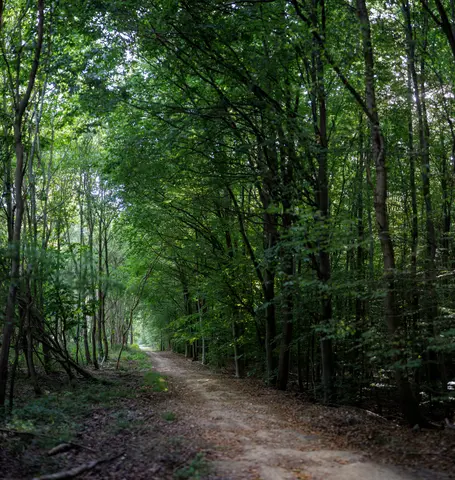 Foret de Canteleu