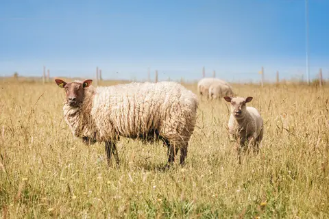 Deux nouveaux terrains disponibles à l'éco-pâturages