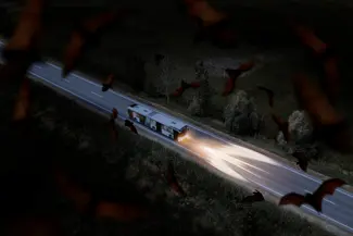 Les chauve-souris pointent à la ligne