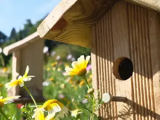 Graines de Jardin